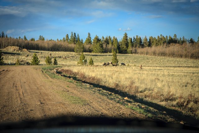Elk near the cabin